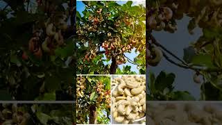 cashew food farming agriculture fruit [upl. by Illa]