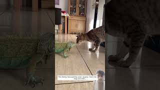 reptiles werescueanimal animals animalrescue iguana voicelessanimals lizard animalrescuetea [upl. by Nichy]