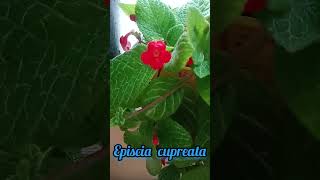 Ornamental Plant  Flame Violet  Episcia Cupreata plants ornamentals [upl. by Ruel]