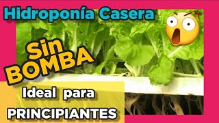 Método Kratky HIDROPONÍA CASERA 🔥 Sistema hidropónico SIN BOMBA de agua y SIN ELECTRICIDAD [upl. by Bollay]