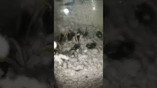 Update on the seeds of quotspicy cherimoyaquot from the previous video [upl. by Rastus]