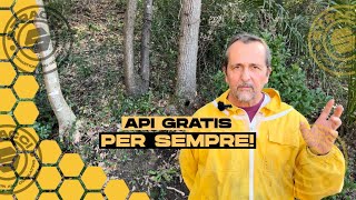 Puoi avere PER SEMPRE famiglie di Api Gratuitamente [upl. by Bradan]