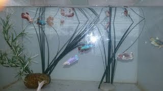 ALIMENTANDO BETTAS COM ARTEMIAS ADULTAS VIVAS [upl. by Caleb]