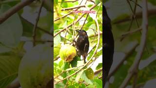 Eating bird fruit ll Natural video ll 4k animals video ll Nature of Bangladesh l Su1s [upl. by Notsirhc]