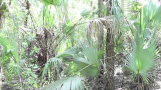 Caloosahatchee Regional Park [upl. by Airtemed]