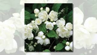 Philadelphus  garden plants [upl. by Richmond]