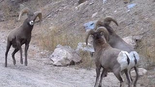 Rams Butting Heads in Colorado Canyon  WOW [upl. by Aldous336]