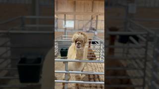 ADORABLE animals at Hershberger’s Farm and Bakery ohio animals thingstodo [upl. by Bautram]