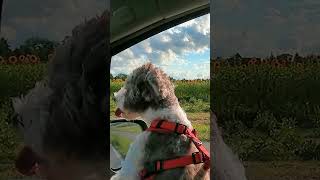 🐾Dog Passing By A Sunflower Field🌻 [upl. by Eyks]