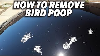 How I Remove Bird Guts and Bird Poop From Vehicles  Reynoso Auto Detailing [upl. by Kciredes]