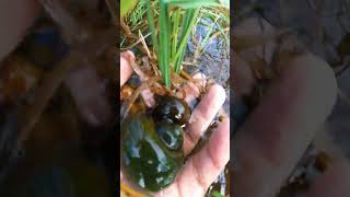 I Found the EASIEST Way to Pick Apple Snails in Flood Zones schnecken snail naturelovers [upl. by Annadiana]