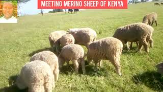 MERINO WOOL SHEEP MEETING sheep farming [upl. by Notsnorb]