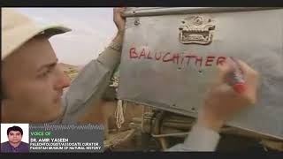 Baluchitherium the Beast of Balochistan [upl. by Checani317]