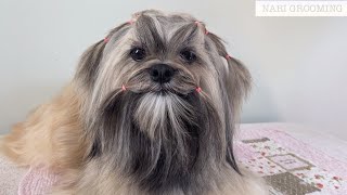 LHASA APSO LONG HAIR MAINTENANCE GROOMING [upl. by Norry]