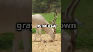 Amazing Addax Facts You Didnt Know  knowledge facts like subscribe [upl. by Annodahs345]