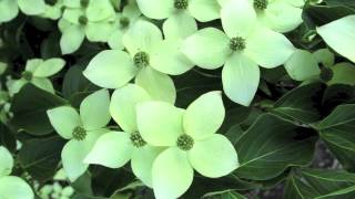 Fast Growing Kousa Dogwood [upl. by Farrar]