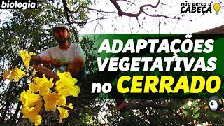 A VEGETAÇÃO DO CERRADO  prof Marcelo  aula de Biologia NãoPercaaCabeça [upl. by Amliv968]