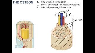 The Osteon 24 [upl. by Lertram471]