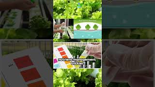 Organic hydroponics is it feasible for sustainable farming  HydroponicsTown [upl. by Anoirb]