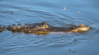 Alligator Eats Bowfin [upl. by Rocca]