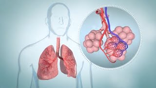 COPD How It Affects the Lungs Symptoms and Stages [upl. by Rab]