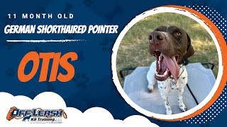 Unleashing Otis’ Potential  11Month GSP Rocks Dog Training [upl. by Nerrag795]