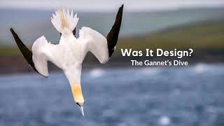 The Gannet’s Dive [upl. by Byler]