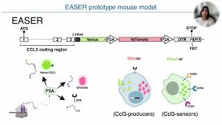 Dual fluorescence reporter mice for Ccl3 transcription translation and intercellular communication [upl. by Anileba]