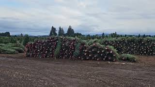 Christmas tree farm [upl. by Lezlie]