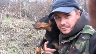 Охота на лису норная С ягдтерьером Hunting foxes with Jagdterrier [upl. by Dela]