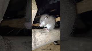 Dormouse nature naturephotography animals reels kerala [upl. by Fairlie]