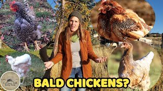 CHICKENS MOLTING What you NEED to know  The basics of chicken molting [upl. by Vijnas]