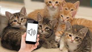 Sounds that attract kittens  Meow to make your kitten come to you [upl. by Lraep]