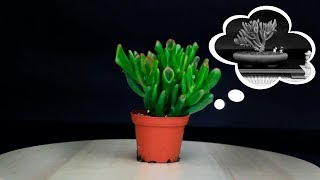 La Crassula Ovata Gollum que soñaba con ser BONSAI [upl. by Yaya]