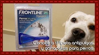 Conoce a Pipeta antipulgas garrapatas y piojos para perros Frontline [upl. by Aerdnaz987]