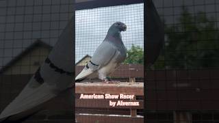 American Show Racer pigeonPied by Alvernaz ASR PigeonDomnești România 🇷🇴 [upl. by Harak696]