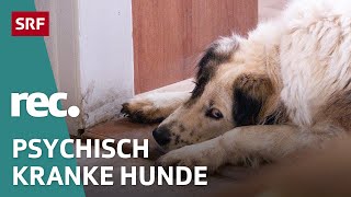 Psychopharmaka für Hunde – Therapie gegen Angst und Aggressionen  rec  SRF [upl. by Onitsuaf]