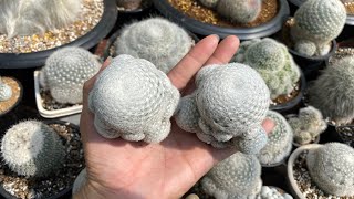 Mammillaria humboldii elegans กอล์ฟยักษ์  Mammillaria candida  ต่างกันอย่างไร  12 ธันวาคม 2562 [upl. by Cud396]