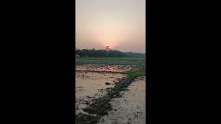 ASSAM SUNSET DIEGETIC SOUND MEMORIESLarge Hawk CuckooKeteki birdIndian cuckooCuculus micropterus [upl. by Flory]