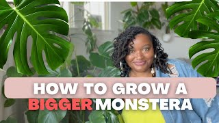 HOW TO Care For A Monstera Deliciosa  Full Care Guide [upl. by Hannis]