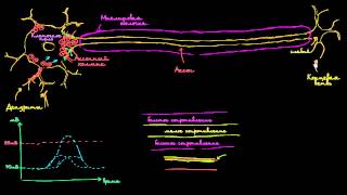 Скачкообразная проводимость в нейронах [upl. by Swigart]
