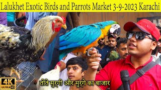 Lalukhet Exotic Birds Hen and Rooster Parrots Market 3923 Karachiالطيور والببغاوات الجميلة النادرة [upl. by Bertrando371]