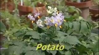 Pollination Methods Solanum Part 1 [upl. by Tad]