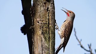 Woodpecker Pecking and Calling  Northern Flicker Redshafted Flicker [upl. by Ahsitahs]