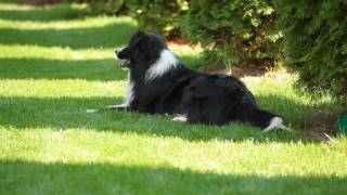 Border Collie playing frisbee [upl. by Dail]