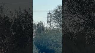 Great Cormorant Sitting Under Pylon birds avian nature [upl. by Anoirtac]