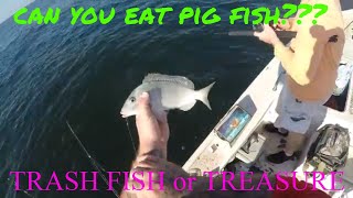 PIG FISH trash fish or treasure [upl. by Rednas]