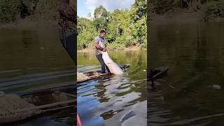 Big sea fish catching kerala big fish fishing fishing shorts viralvideo [upl. by Ymaj]