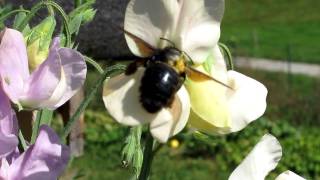 Blue Carpenter Bee [upl. by Audri167]