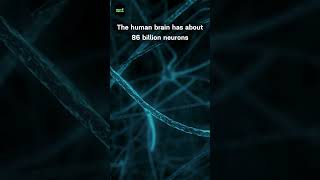 Sci Facts 6  Thats a lot scifacts brain neurons brainiac science anatomy nervoussystem [upl. by Barbabra]